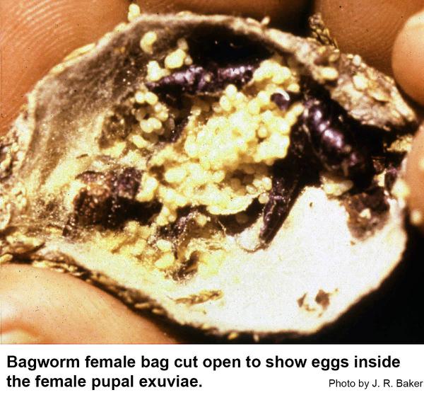 bagworm eggs
